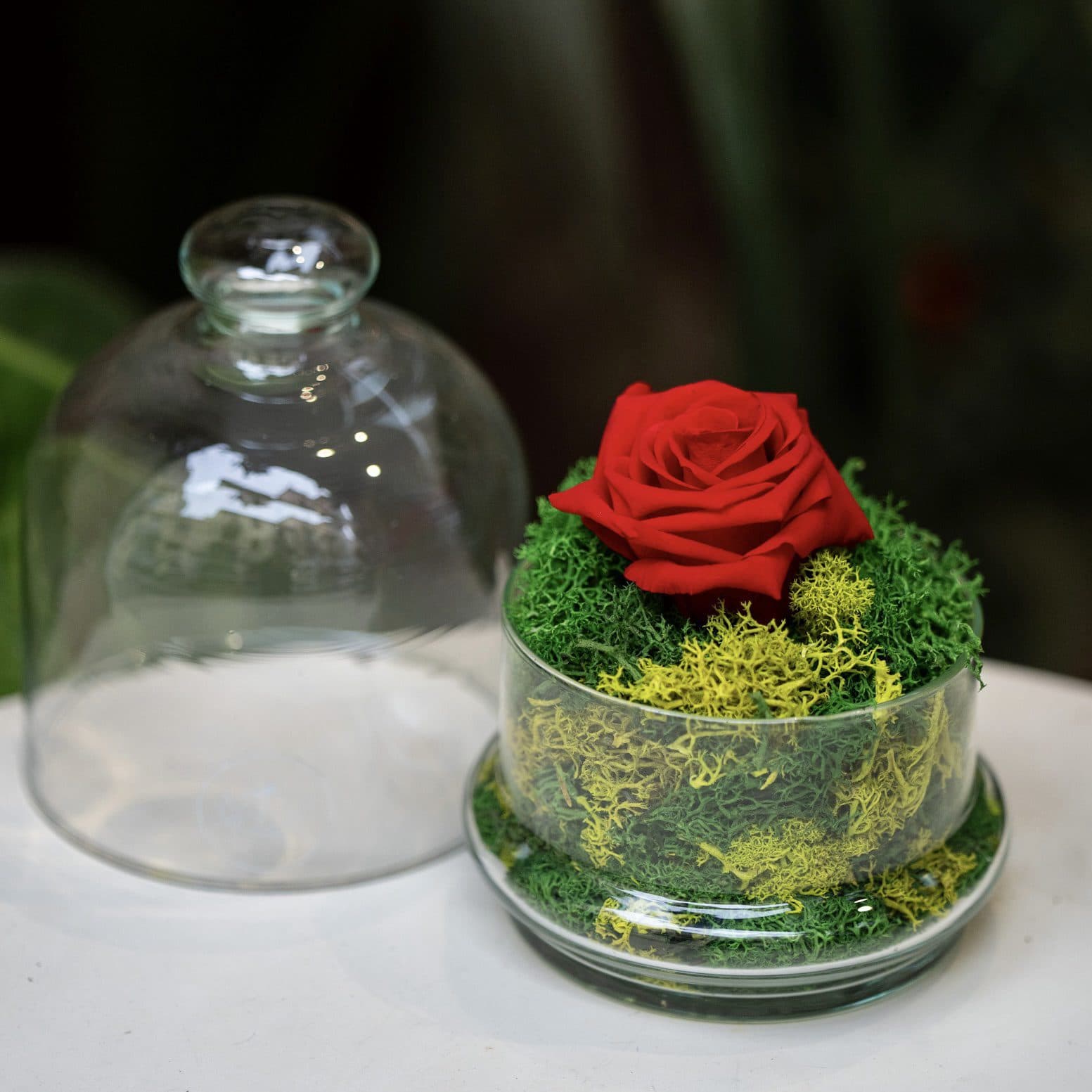 Rosa eterna natural – Cúpula Petita