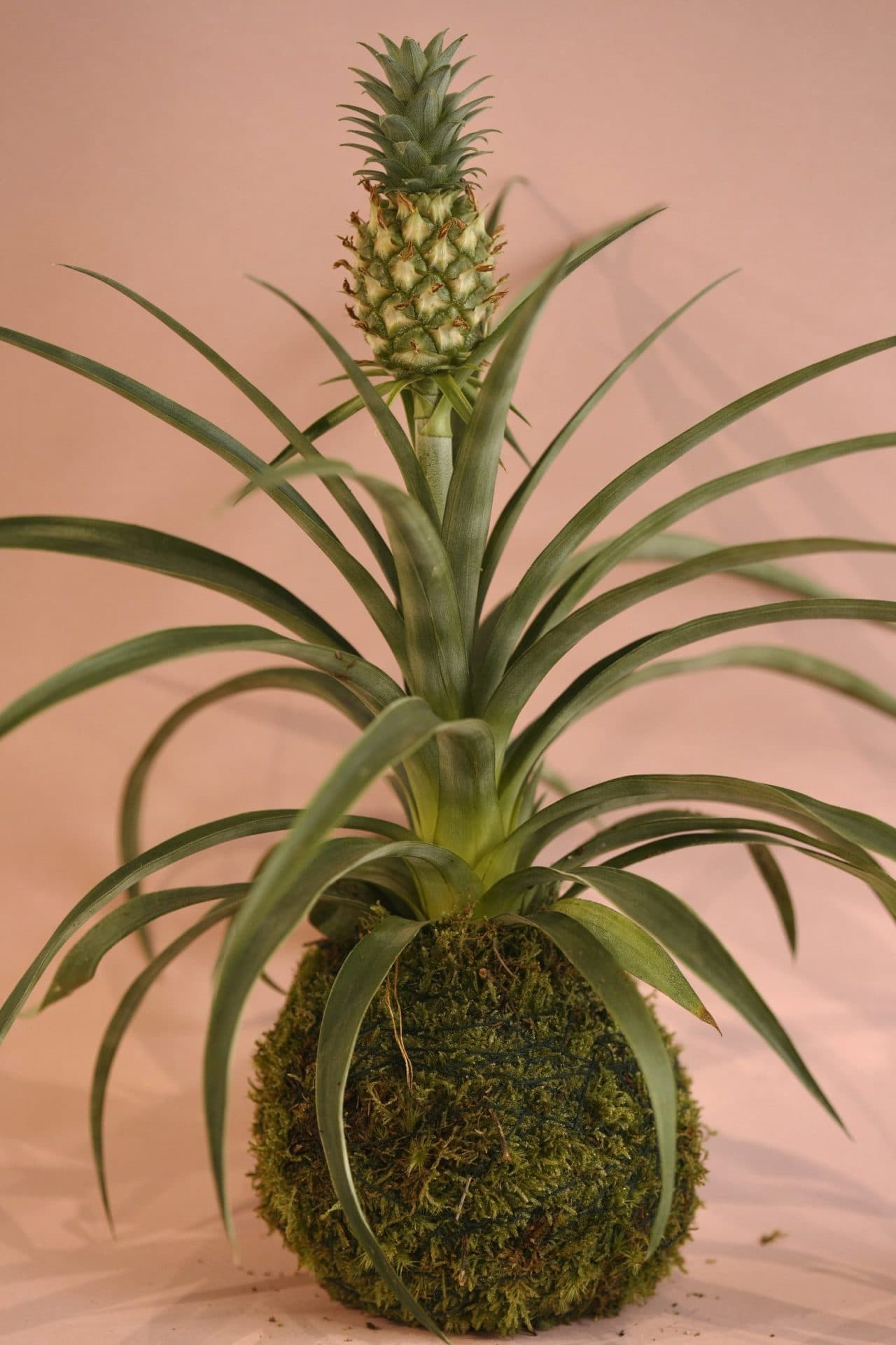 Kokedama Pinya Ornamental