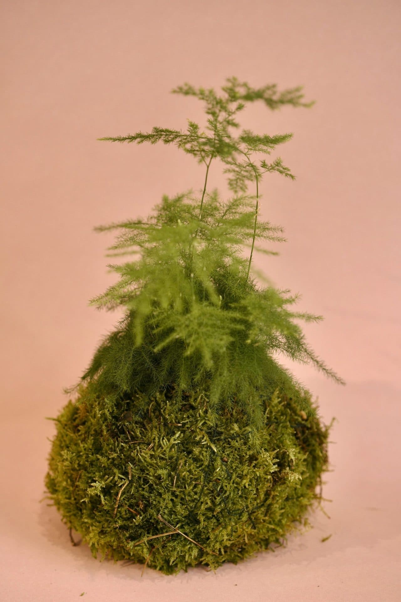 kokedama espárrago común