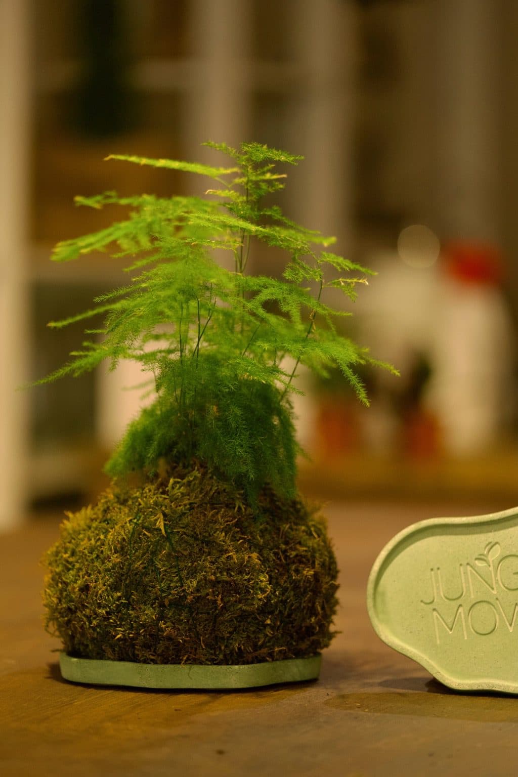 kokedama esparraguera con base de cemento junglemows
