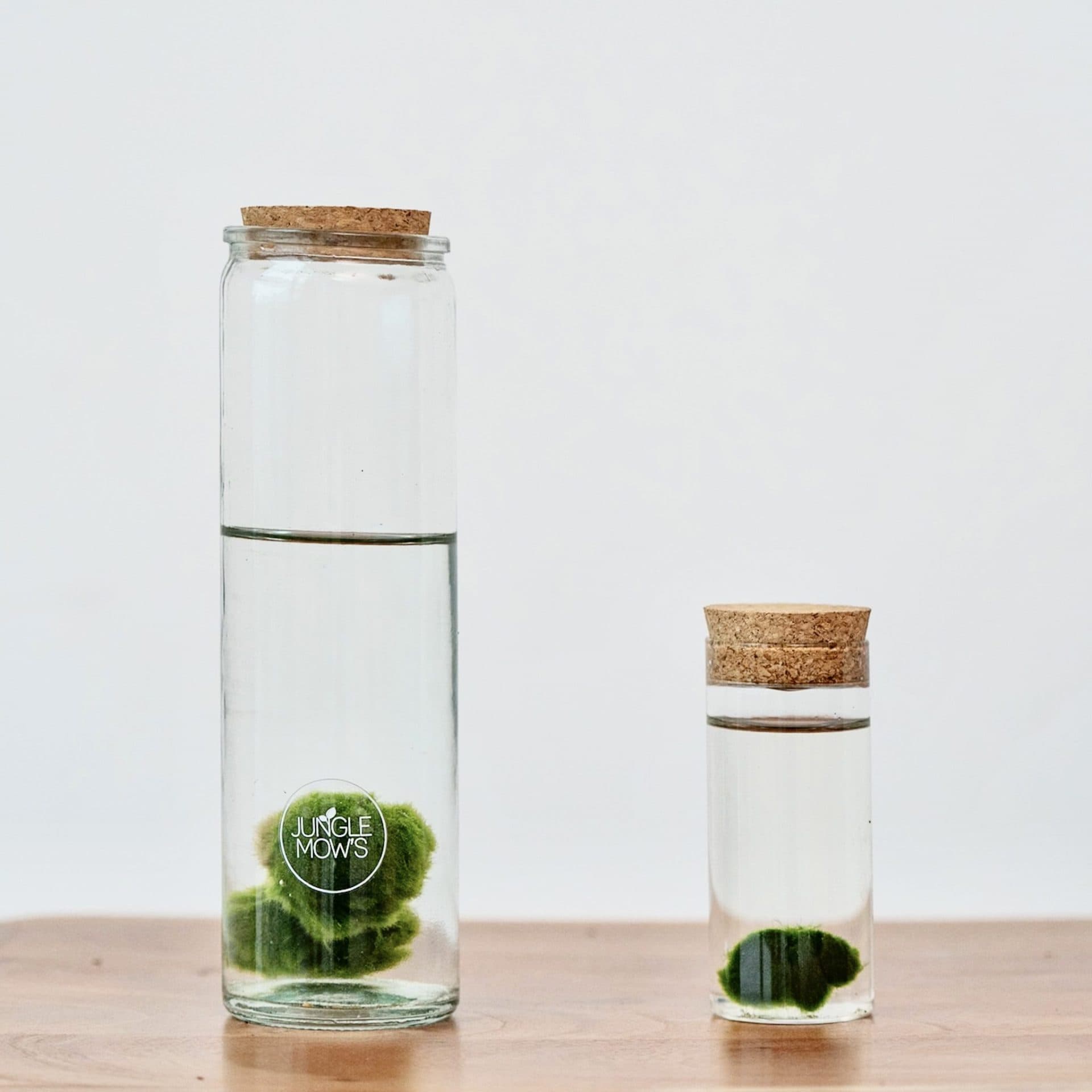 Marimo | Alga Aquàtica Decorativa
