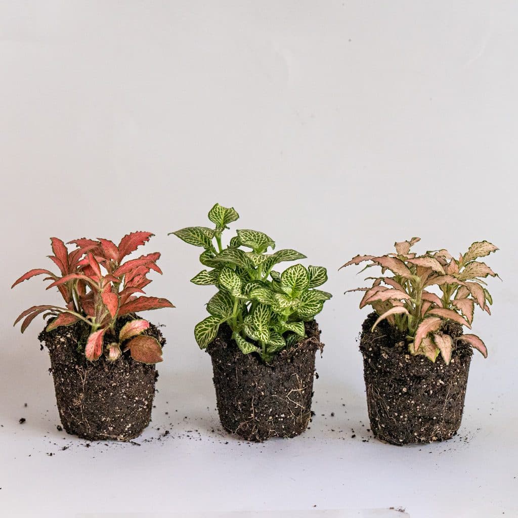pack 3 fittonias