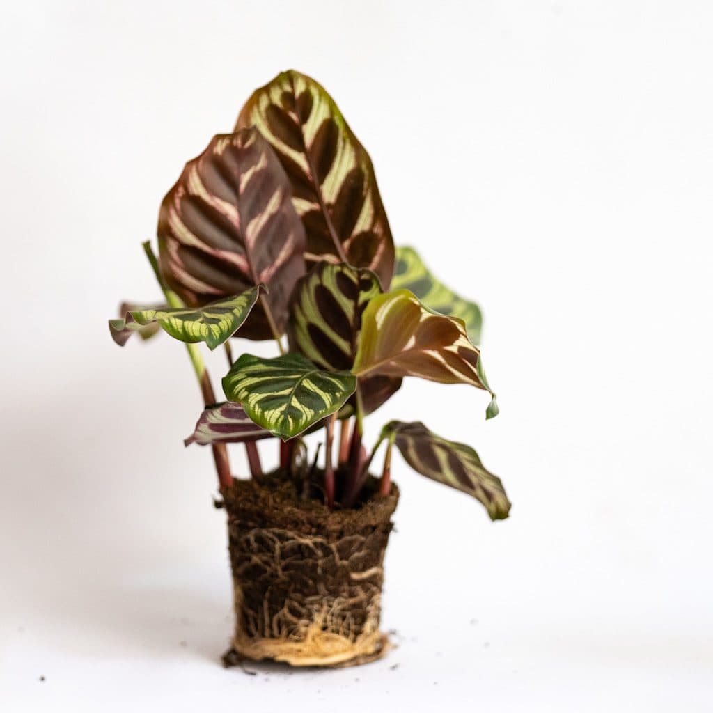 calathea makoyana mini