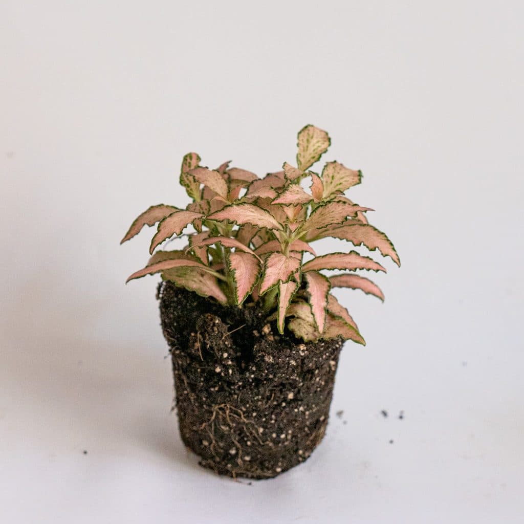 fittonia rosa