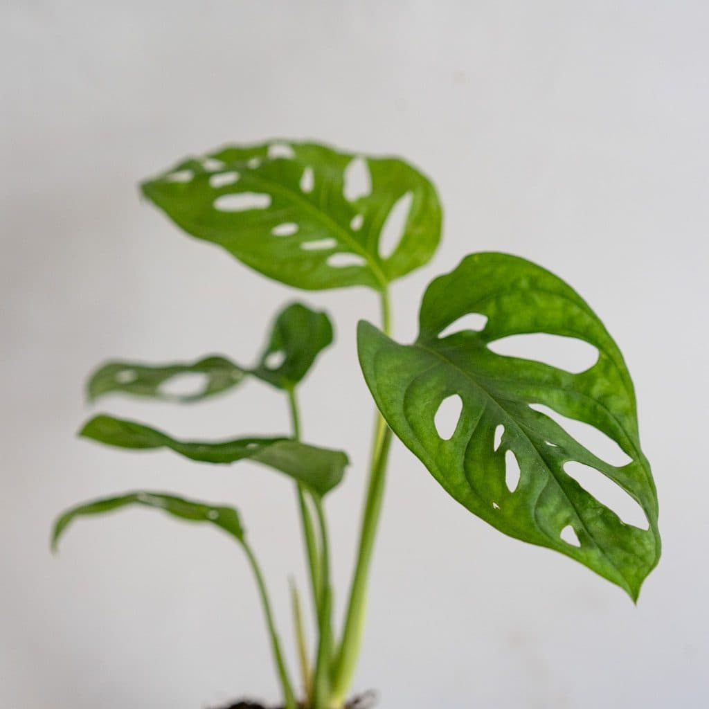 Mini Monstera adansonii