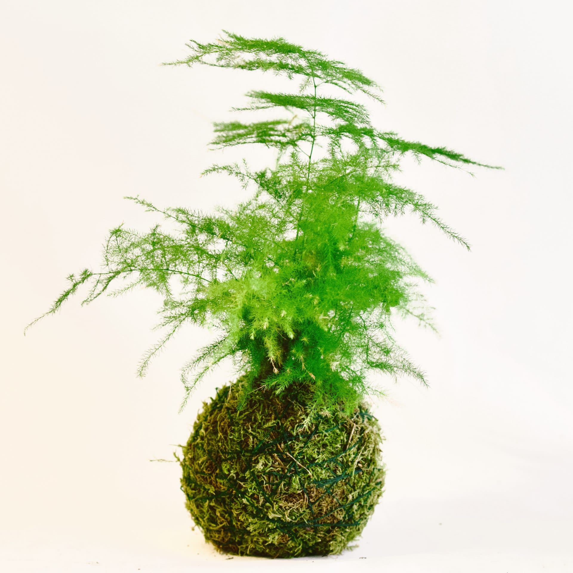 kokedama mini esparraguera planta de interior